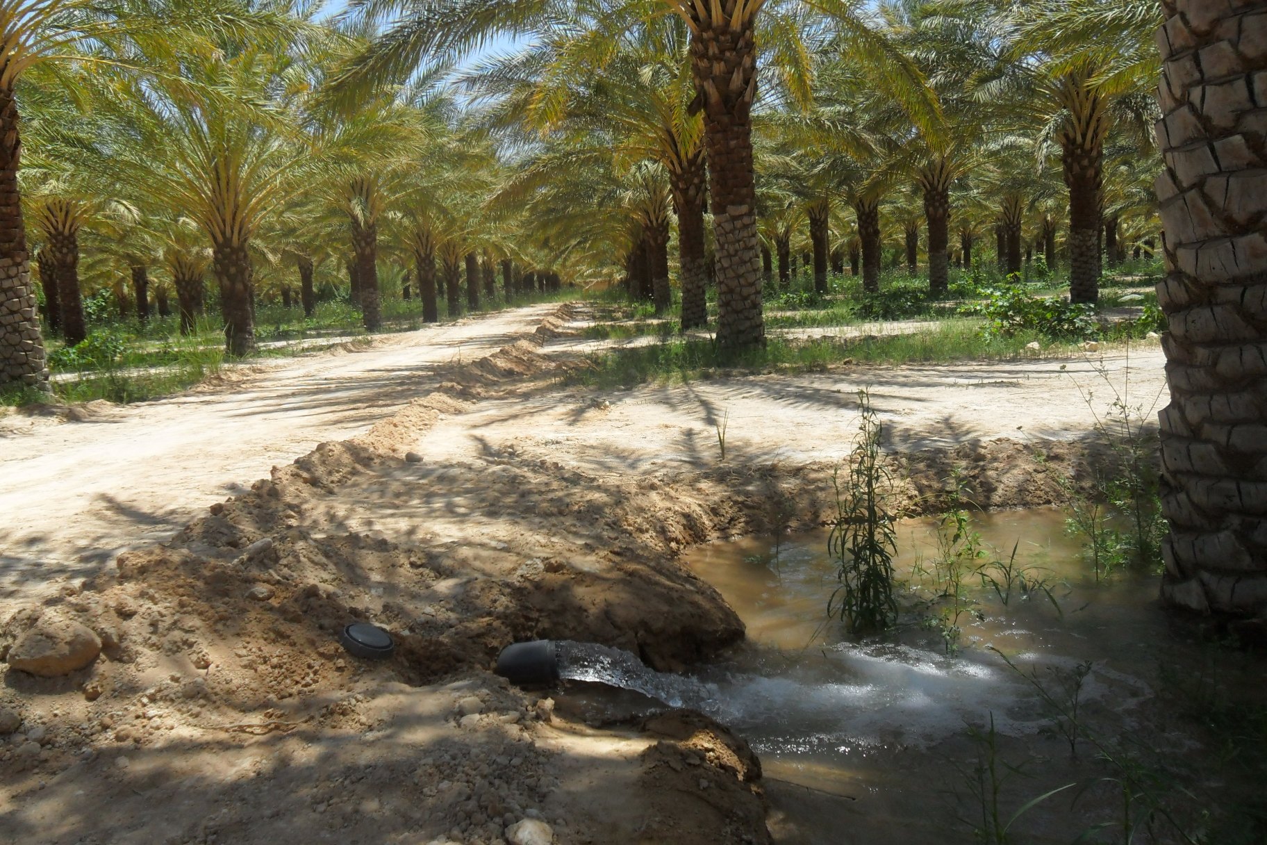 irrigation dans une oasis à Biskra